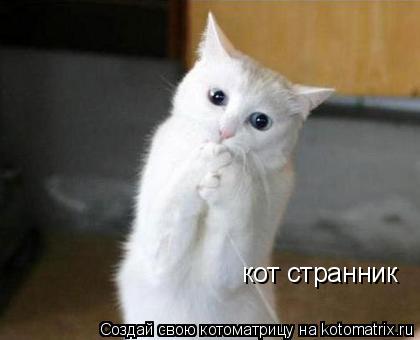 кот странник... Котоматрица: кот странник