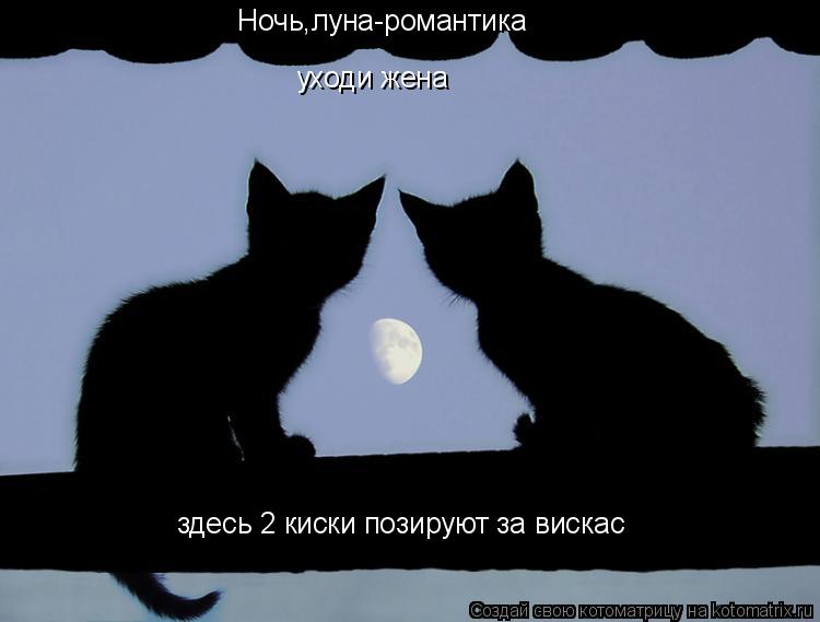 Ночь,луна-романтика уходи жена здесь 2 киски позируют за вискас... Котоматрица: Ночь,луна-романтика уходи жена здесь 2 киски позируют за вискас