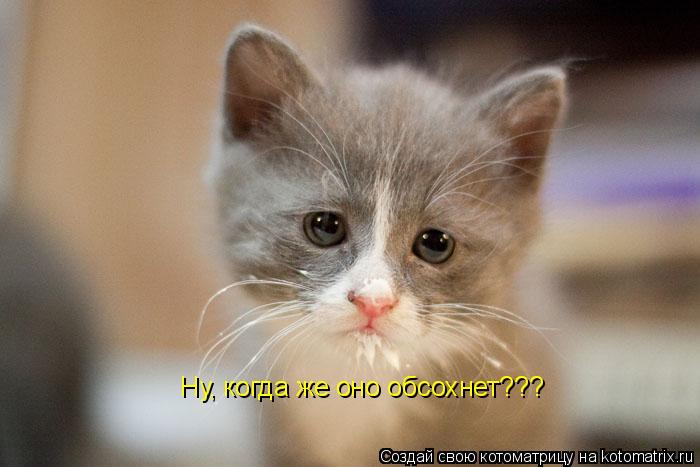 Ну, когда же оно обсохнет???... Котоматрица: Ну, когда же оно обсохнет???
