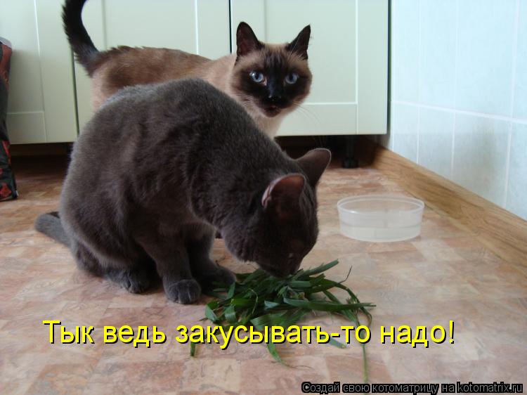 Тык ведь закусывать-то надо!... Котоматрица: Тык ведь закусывать-то надо!