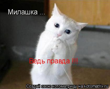 Милашка ... Ведь правда !!!... Котоматрица: Милашка ... Ведь правда !!!