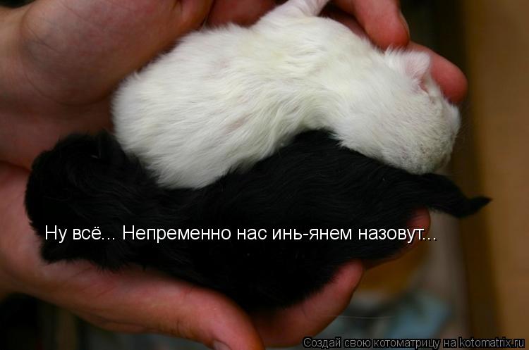 Ну всё... Непременно нас инь-янем назовут...... Котоматрица: Ну всё... Непременно нас инь-янем назовут...