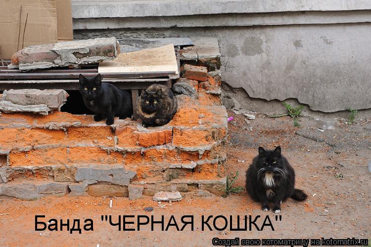 Банда "ЧЕРНАЯ КОШКА"... Котоматрица: Банда "ЧЕРНАЯ КОШКА"