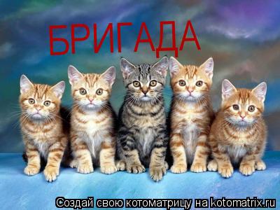 БРИГАДА... Котоматрица: БРИГАДА