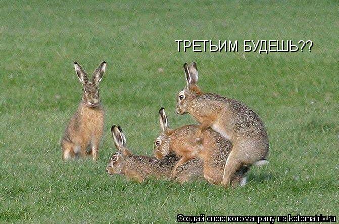 ТРЕТЬИМ БУДЕШЬ??... Котоматрица: ТРЕТЬИМ БУДЕШЬ??