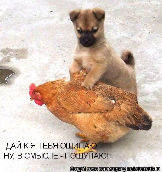 ДАЙ К Я ТЕБЯ ОЩИПАЮ..., НУ, В СМЫСЛЕ - ПОЩУПАЮ!!... Котоматрица: ДАЙ К Я ТЕБЯ ОЩИПАЮ..., НУ, В СМЫСЛЕ - ПОЩУПАЮ!!