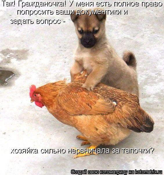 Так! Гражданочка! У меня есть полное право попросить ваши документики и задать вопрос - хозяйка силь... Котоматрица: Так! Гражданочка! У меня есть полное право попросить ваши документики и задать вопрос - хозяйка сильно нервничала за тапочки?