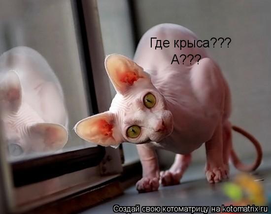 Где крыса??? А???... Котоматрица: Где крыса??? А???