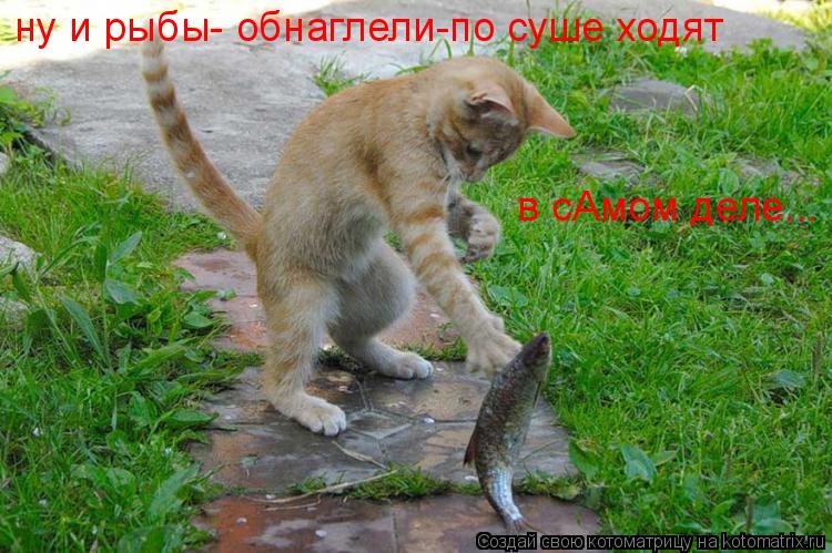 ну и рыбы- обнаглели-по суше ходят в сАмом деле...... Котоматрица: ну и рыбы- обнаглели-по суше ходят в сАмом деле...