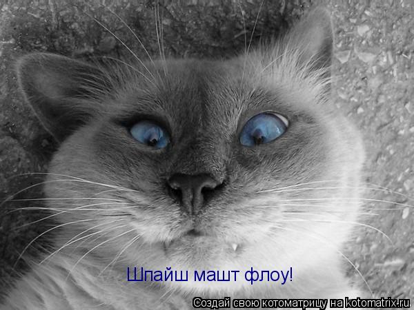 Шпайш машт флоу!... Котоматрица: Шпайш машт флоу!