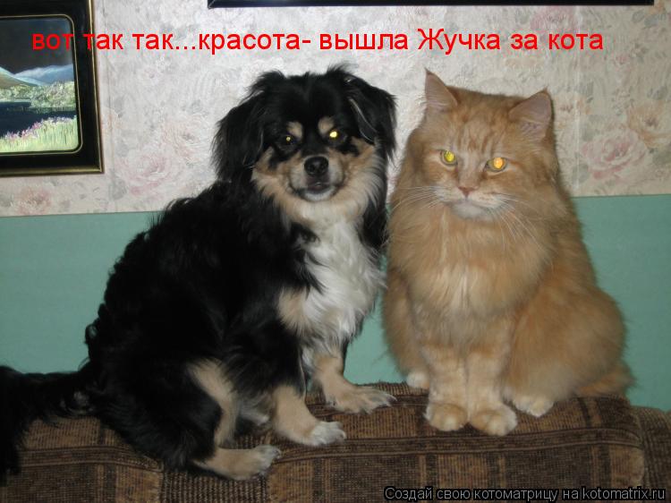 вот так так...красота- вышла Жучка за кота... Котоматрица: вот так так...красота- вышла Жучка за кота