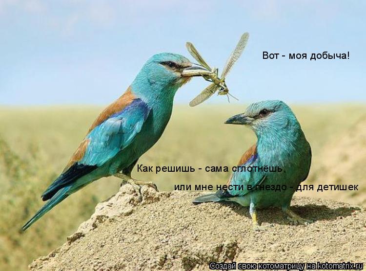 Вот - моя добыча! Как решишь - сама сглотнёшь, или мне нести в гнездо - для детишек... Котоматрица: Вот - моя добыча! Как решишь - сама сглотнёшь, или мне нести в гнездо - для детишек