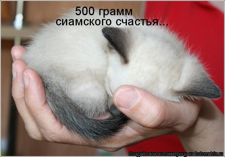 500 грамм сиамского счастья...... Котоматрица: 500 грамм сиамского счастья...