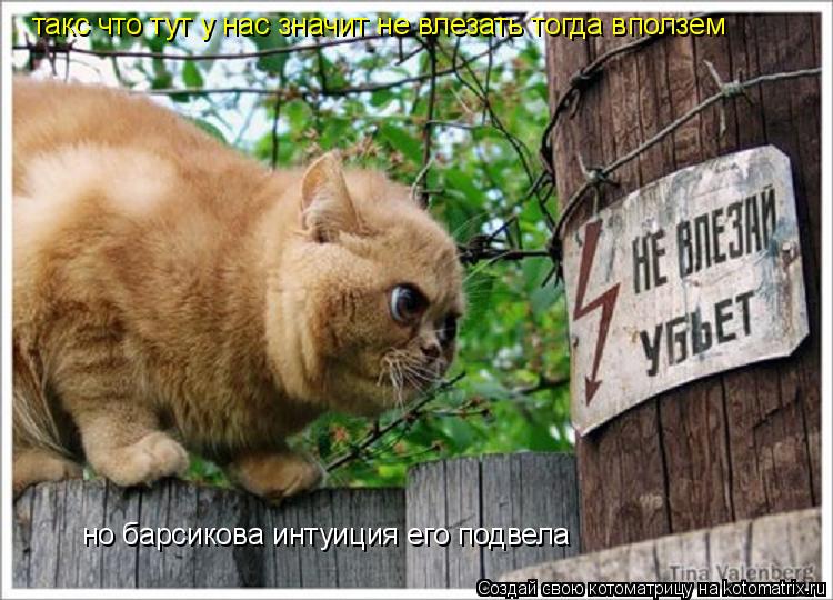 такс что тут у нас значит не влезать тогда вползем но барсикова интуиция его подвела... Котоматрица: такс что тут у нас значит не влезать тогда вползем но барсикова интуиция его подвела