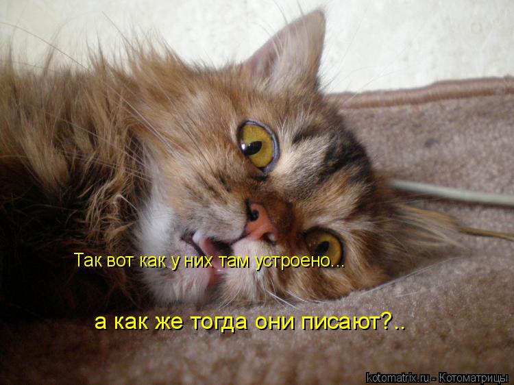 Так вот как у них там устроено... а как же тогда они писают?.. а как же тогда они писают?..... Котоматрица: Так вот как у них там устроено... а как же тогда они писают?.. а как же тогда они писают?..