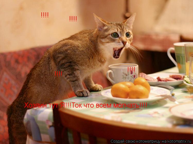 Хозяин тут Я!!!Ток что всем молчать!!!! !!!! !!!! !!!! !!!!... Котоматрица: Хозяин тут Я!!!Ток что всем молчать!!!! !!!! !!!! !!!! !!!!