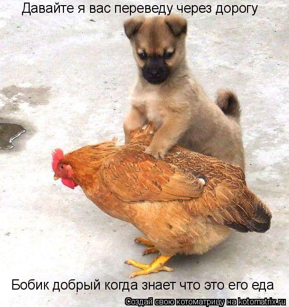 Давайте я вас переведу через дорогу Бобик добрый когда знает что это его еда... Котоматрица: Давайте я вас переведу через дорогу Бобик добрый когда знает что это его еда