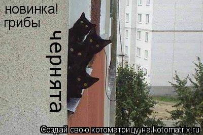 новинка! грибы чернята... Котоматрица: новинка! грибы чернята