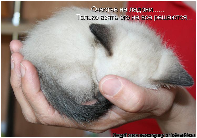 Счастье на ладони...... Только взять его не все решаются...... Котоматрица: Счастье на ладони...... Только взять его не все решаются...