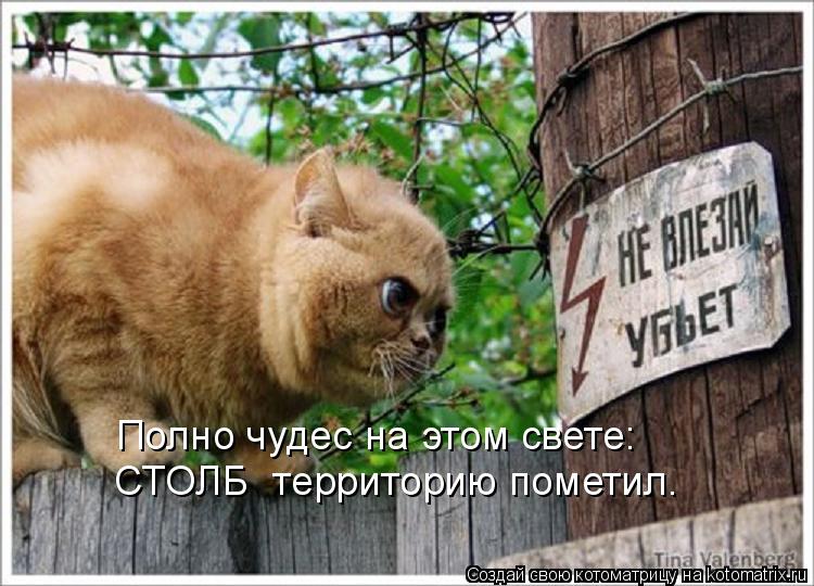 Полно чудес на этом свете: СТОЛБ территорию пометил.... Котоматрица: Полно чудес на этом свете: СТОЛБ территорию пометил.