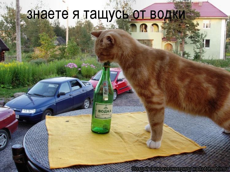 знаете я тащусь от водки... Котоматрица: знаете я тащусь от водки