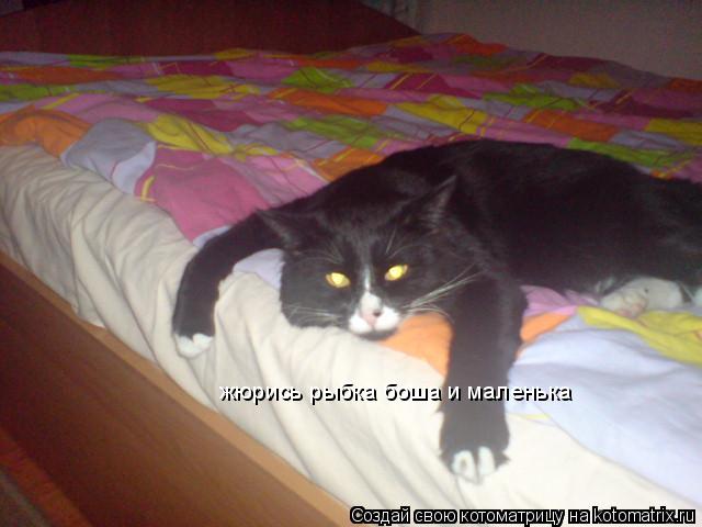 жюрись рыбка боша и маленька... Котоматрица: жюрись рыбка боша и маленька