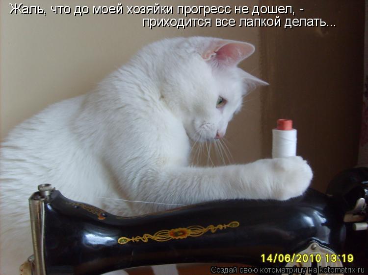 Жаль, что до моей хозяйки прогресс не дошел, - приходится все лапкой делать...... Котоматрица: Жаль, что до моей хозяйки прогресс не дошел, - приходится все лапкой делать...