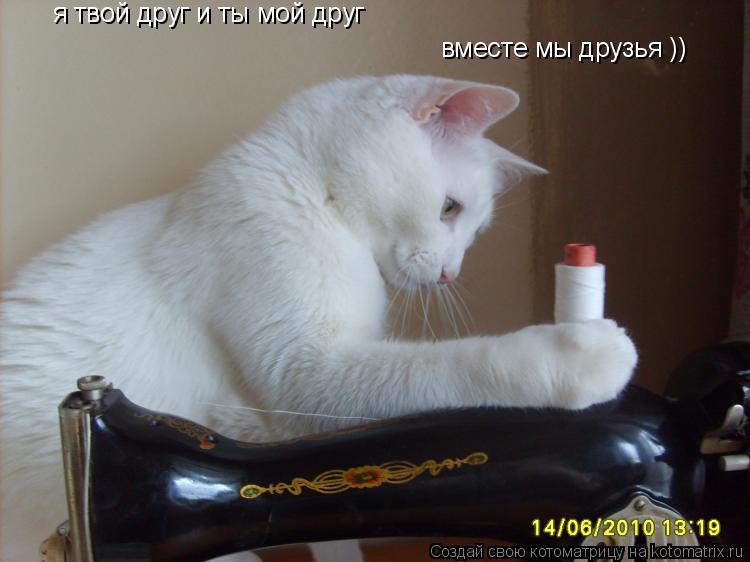 я твой друг и ты мой друг вместе мы друзья ))... Котоматрица: я твой друг и ты мой друг вместе мы друзья ))