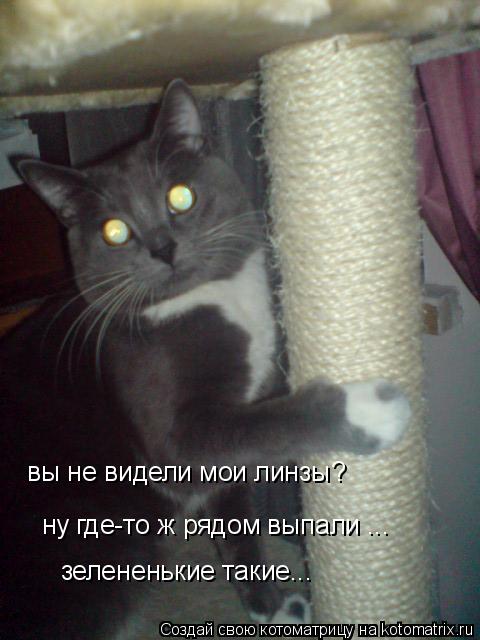 ну где-то ж рядом выпали ... зелененькие такие... вы не видели мои линзы? вы не видели мои линзы?... Котоматрица: ну где-то ж рядом выпали ... зелененькие такие... вы не видели мои линзы? вы не видели мои линзы?