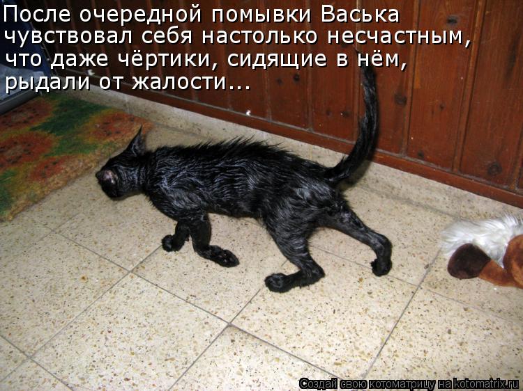 После очередной помывки Васька чувствовал себя настолько несчастным, что даже чёртики, сидящие в нём,... Котоматрица: После очередной помывки Васька чувствовал себя настолько несчастным, что даже чёртики, сидящие в нём, рыдали от жалости...