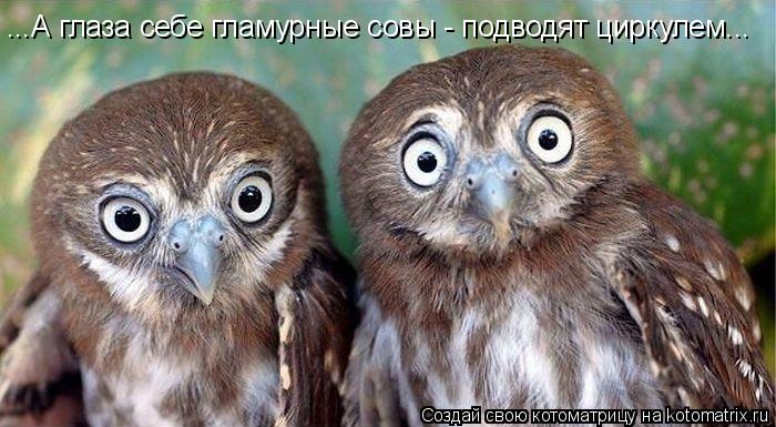 ...А глаза себе гламурные совы - подводят циркулем...... Котоматрица: ...А глаза себе гламурные совы - подводят циркулем...