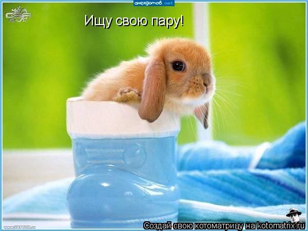 Ищу свою пару!... Котоматрица: Ищу свою пару!