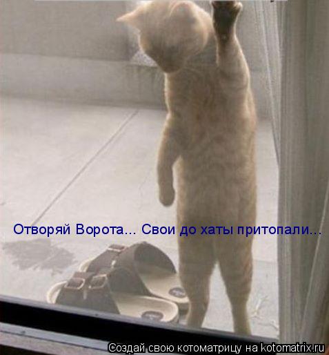 Алё!!! Гараж!! Отворяй Ворота... Свои до хаты притопали... Отворяй Ворота... Свои до хаты притопали.... Котоматрица: Алё!!! Гараж!! Отворяй Ворота... Свои до хаты притопали... Отворяй Ворота... Свои до хаты притопали...
