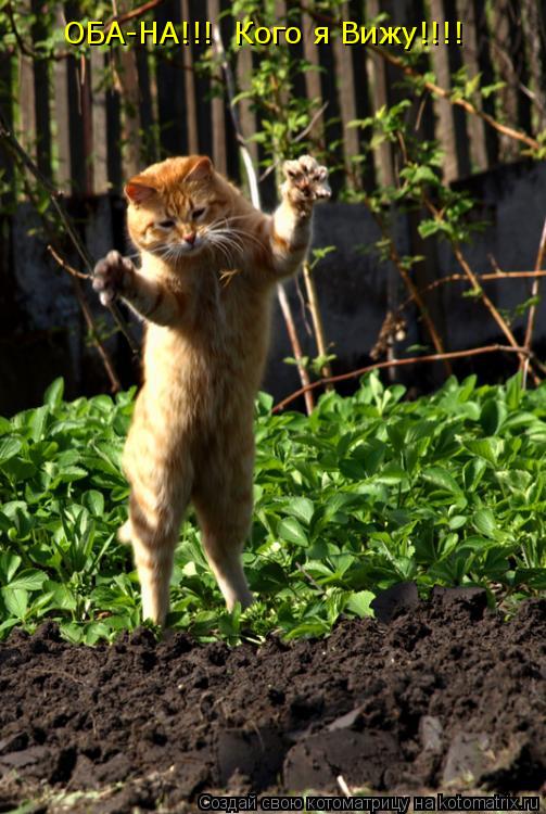 ОБА-НА!!! Кого я Вижу!!!!... Котоматрица: ОБА-НА!!! Кого я Вижу!!!!