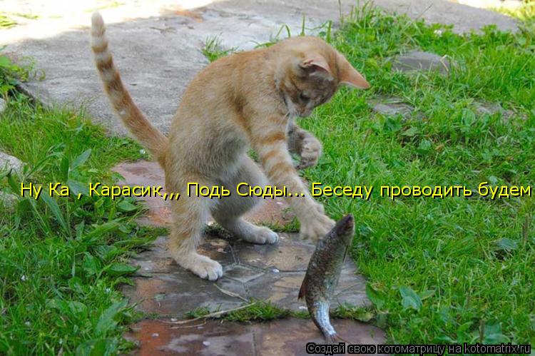 Ну Ка , Карасик,,, Подь Сюды... Беседу проводить будем... Котоматрица: Ну Ка , Карасик,,, Подь Сюды... Беседу проводить будем