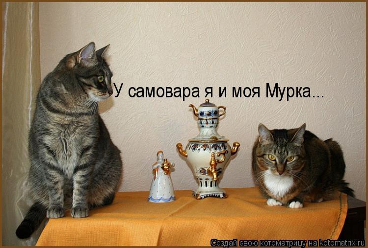 У самовара я и моя Мурка...... Котоматрица: У самовара я и моя Мурка...