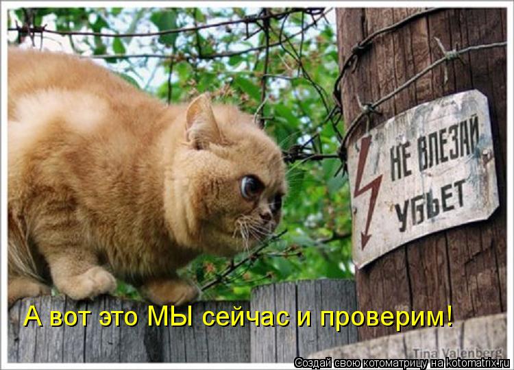А вот это МЫ сейчас и проверим!... Котоматрица: А вот это МЫ сейчас и проверим!