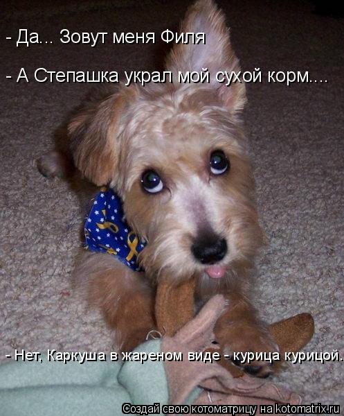 - Да... Зовут меня Филя - А Степашка украл мой сухой корм.... - Нет, Каркуша в жареном виде - курица ... Котоматрица: - Да... Зовут меня Филя - А Степашка украл мой сухой корм.... - Нет, Каркуша в жареном виде - курица курицой.