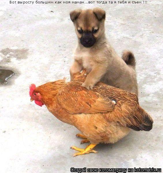 Вот выросту большим как моя маман...вот тогда та я тебя и съем !!!... Котоматрица: Вот выросту большим как моя маман...вот тогда та я тебя и съем !!!