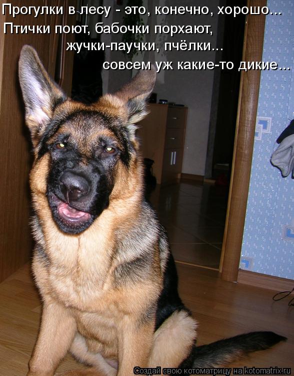 Прогулки в лесу - это, конечно, хорошо... Птички поют, бабочки порхают, жучки-паучки, пчёлки... совс... Котоматрица: Прогулки в лесу - это, конечно, хорошо... Птички поют, бабочки порхают, жучки-паучки, пчёлки... совсем уж какие-то дикие...