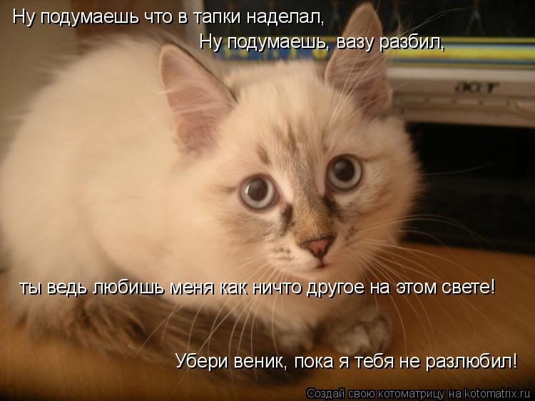 Ну подумаешь что в тапки наделал, Ну подумаешь, вазу разбил, ты ведь любишь меня как ничто другое н... Котоматрица: Ну подумаешь что в тапки наделал, Ну подумаешь, вазу разбил, ты ведь любишь меня как ничто другое на этом свете! Убери веник, пока я тебя не р