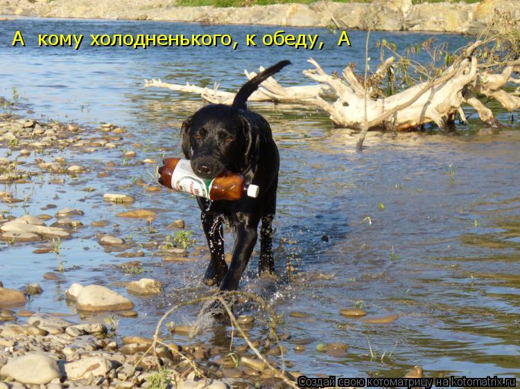 А кому холодненького, к обеду, А... Котоматрица: А кому холодненького, к обеду, А