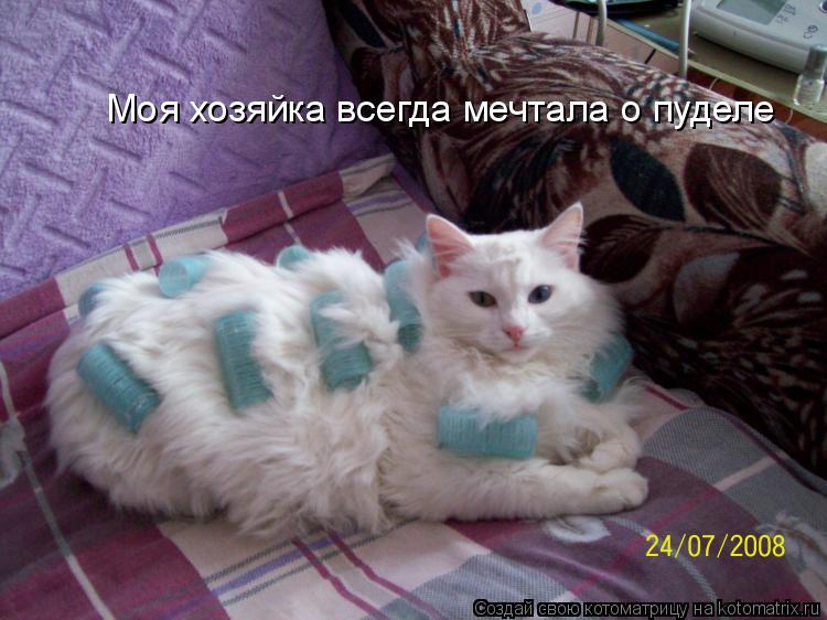 Моя хозяйка всегда мечтала о пуделе... Котоматрица: Моя хозяйка всегда мечтала о пуделе