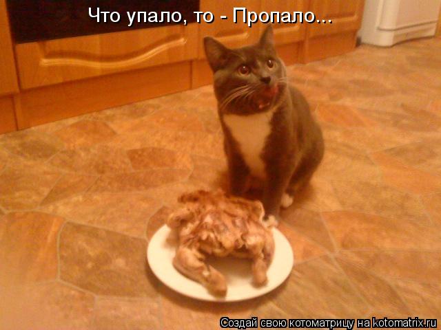 Что упало, то - Пропало...... Котоматрица: Что упало, то - Пропало...