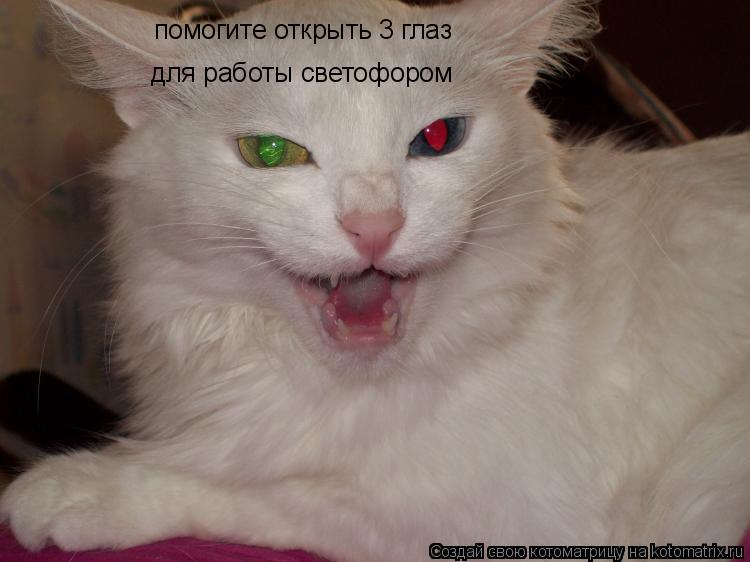 помогите открыть 3 глаз для работы светофором... Котоматрица: помогите открыть 3 глаз для работы светофором