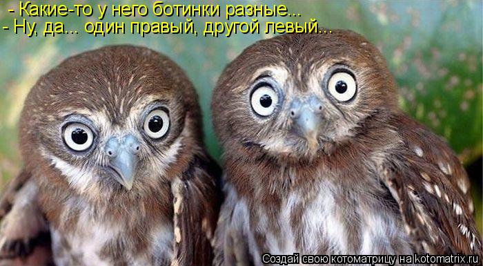 - Какие-то у него ботинки разные... - Ну, да... один правый, другой левый...... Котоматрица: - Какие-то у него ботинки разные... - Ну, да... один правый, другой левый...