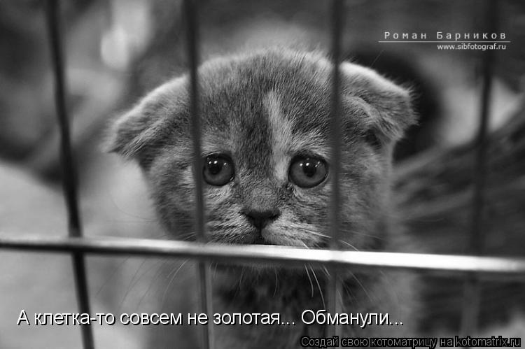 А клетка-то совсем не золотая... Обманули...... Котоматрица: А клетка-то совсем не золотая... Обманули...