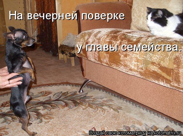 На вечерней поверке у главы семейства.... Котоматрица: На вечерней поверке у главы семейства.