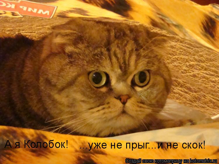 А я Колобок! ...уже не прыг...и не скок!... Котоматрица: А я Колобок! ...уже не прыг...и не скок!