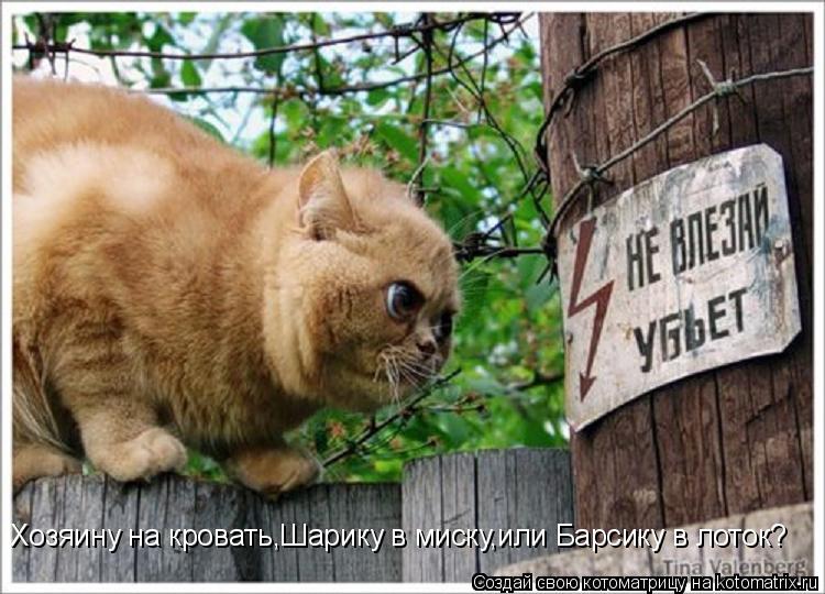 Хозяину на кровать,Шарику в миску,или Барсику в лоток?... Котоматрица: Хозяину на кровать,Шарику в миску,или Барсику в лоток?